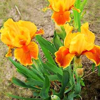 Ирис карликовый Orange Caper (Оранж Капер)